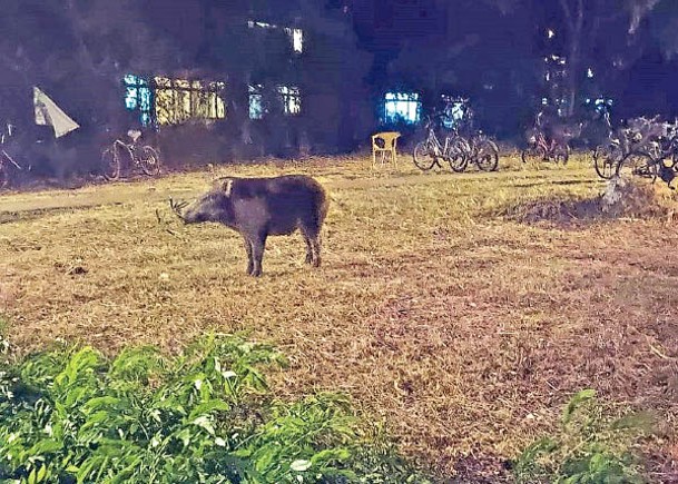 有野豬於長洲出現。