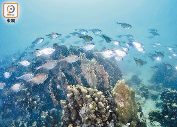 今年整體珊瑚生長健康穩定，物種多樣性維持高水平。