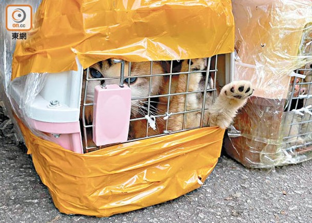 貓貓在窄籠內無精打采。
