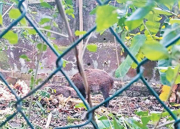 堅尼地城：野豬在魯班先師廟附近出沒。