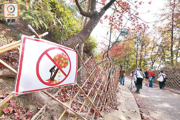 現場有竹製圍欄及告示，提醒市民切勿爬樹。