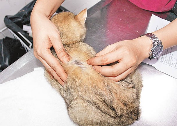 受傷幼貓現由愛護動物協會照顧。