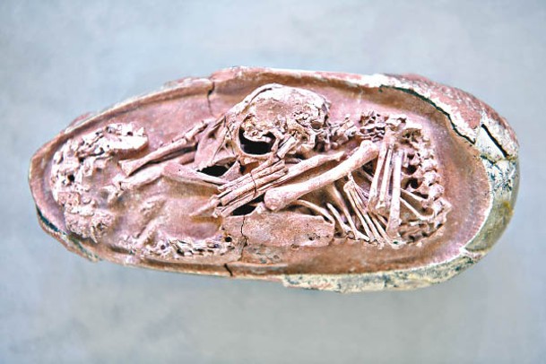 江西早前出土相當完整的恐龍胚胎化石。