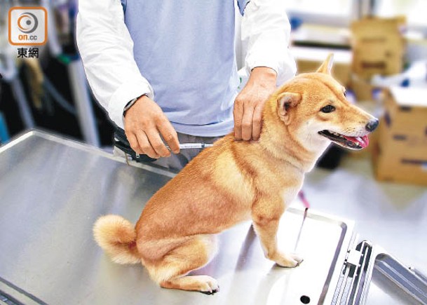 瘋狗症可傳人  漁護署本月起為漁民狗隻打疫苗
