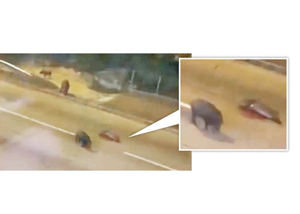 一頭野豬（右）捱車撞倒臥血泊，同伴（左）守護在旁不忍離去。