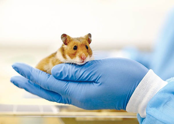 香港有倉鼠感染新冠病毒，是全港首次出現。