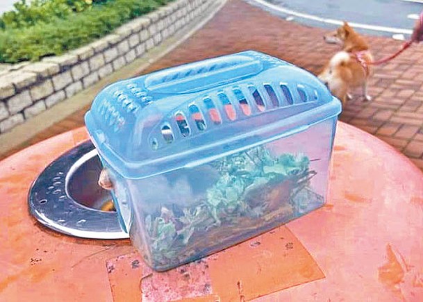 有市民發現，有倉鼠被關在籠中，直接棄置於路邊的垃圾桶上蓋。