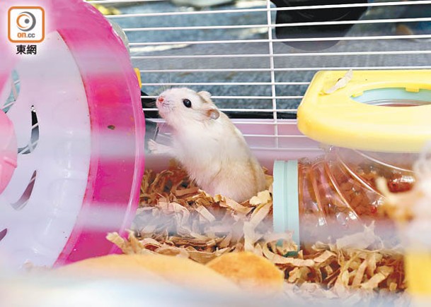 本地至少11隻倉鼠發現帶有新冠病毒。