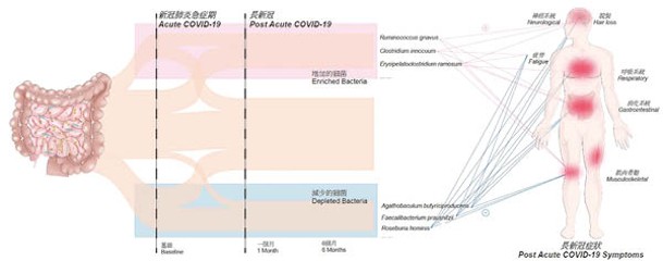 「長新冠」會令患者身體出現多項異常。