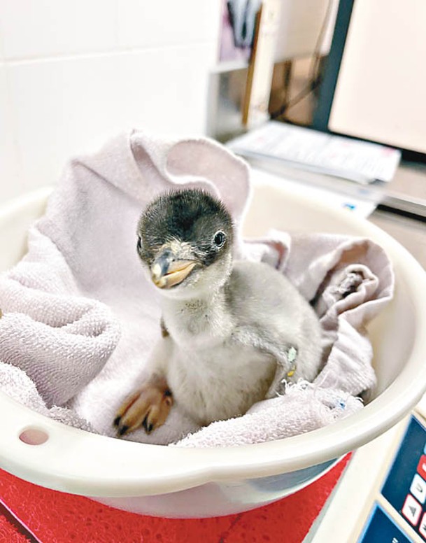 企鵝寶寶相繼在設施「南極奇觀」出生。