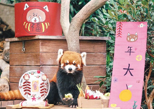 小熊貓聰聰品嘗賀年食品，感受過年氣氛。