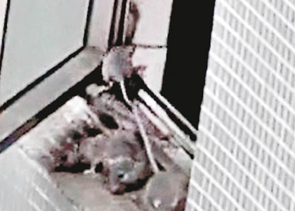 美孚新邨窗邊老鼠群聚  嚇煞街坊