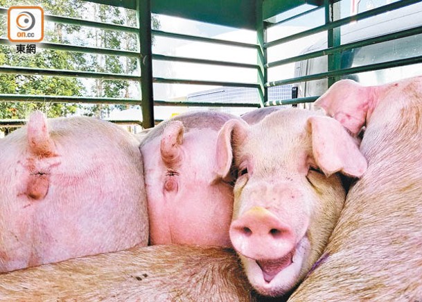 據了解，今天將有2000隻豬由內地運抵香港。