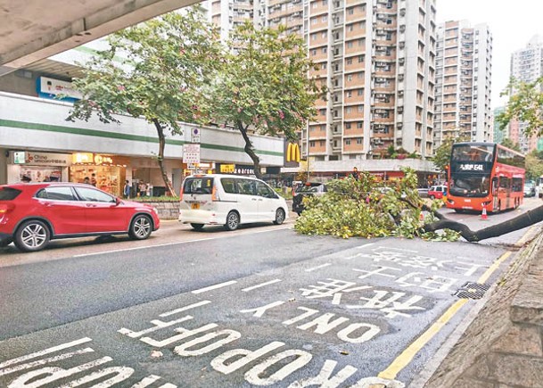 風雨交加  大埔塌樹攔兩車線