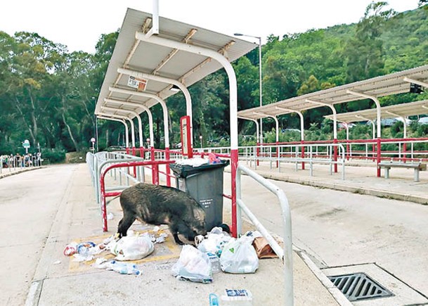 野豬翻開多個垃圾袋，包括膠樽及食物殘渣散落一地。（受訪者提供）
