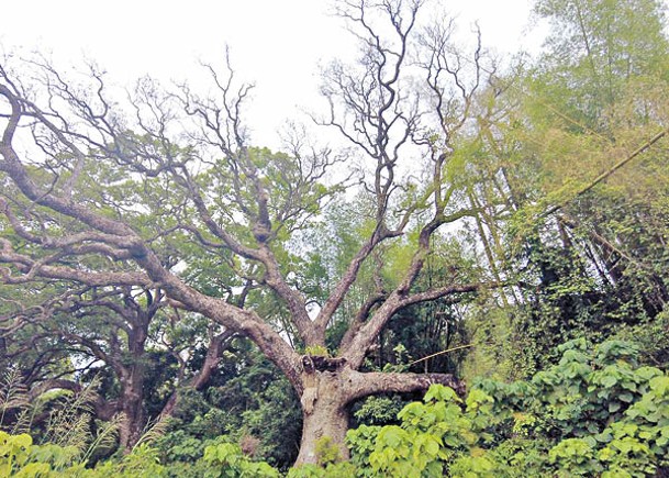 全港樹齡第二老嘅古樟樹經颱風山竹吹襲之後，枝幹逐漸枯萎。