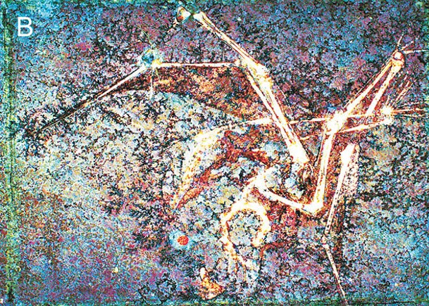 小型翼龍化石的組織於雷射螢光成像下較明顯。（中大提供）