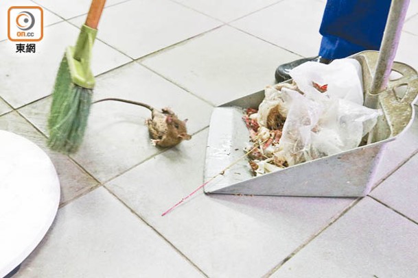 有清潔工將死老鼠掃進垃圾剷。