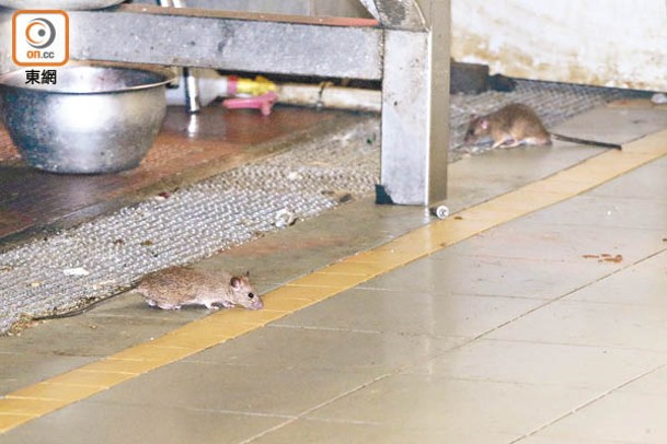 街市的肉檔亦見有老鼠出來活動。