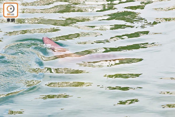 大魚尾鰭不時露出水面。