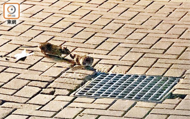 兩隻老鼠在坑渠蓋附近出沒，毫不怕人。