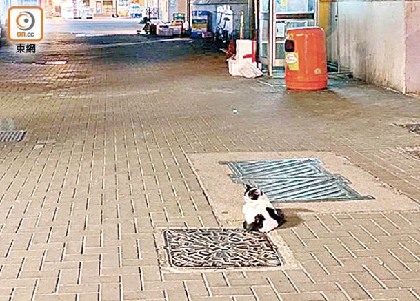 一隻流浪貓伏在行人路疑捕捉老鼠，可惜最後並無所獲。