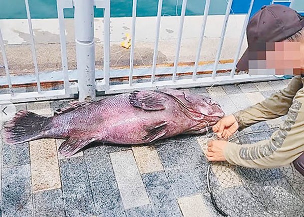 有釣魚友在荃灣海旁釣獲的大龍躉，懷疑是放生魚。