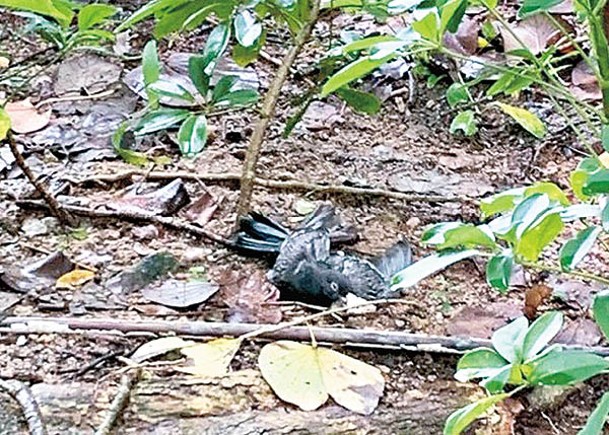 口講放生  中年漢涉虐殺野鴿