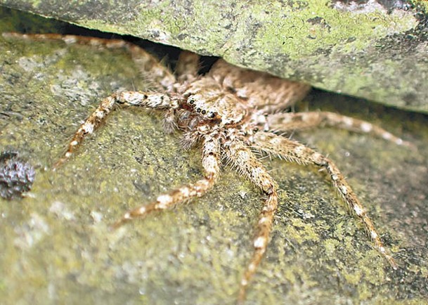 經常躲藏在欄杆、縫隙或樹幹上的擬扁蛛。