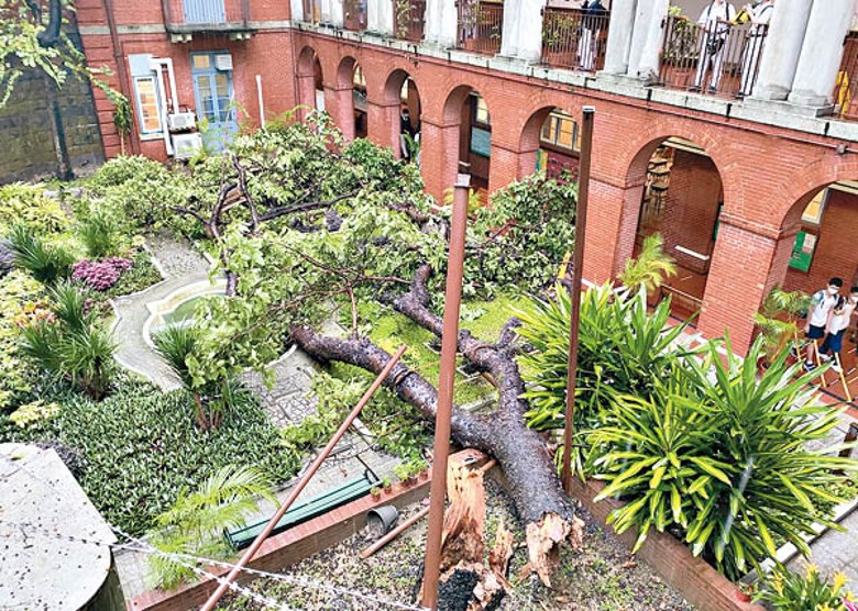 英皇書院校內逾半世紀的無花果樹在風雨中倒下。