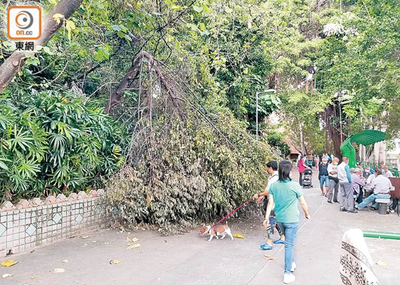 日前：塌樹曾佔據半條行人路。