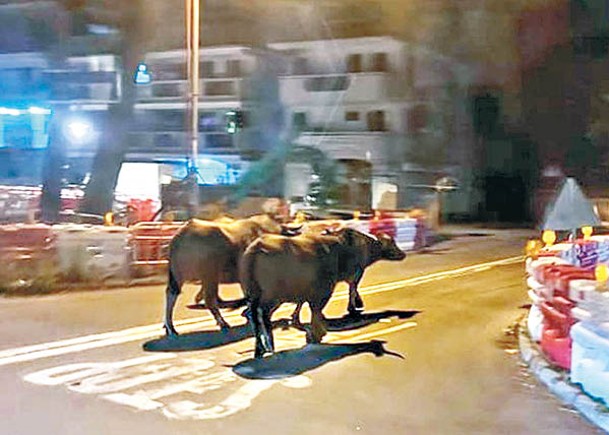 牛群在錦田公路上奔跑的情況。