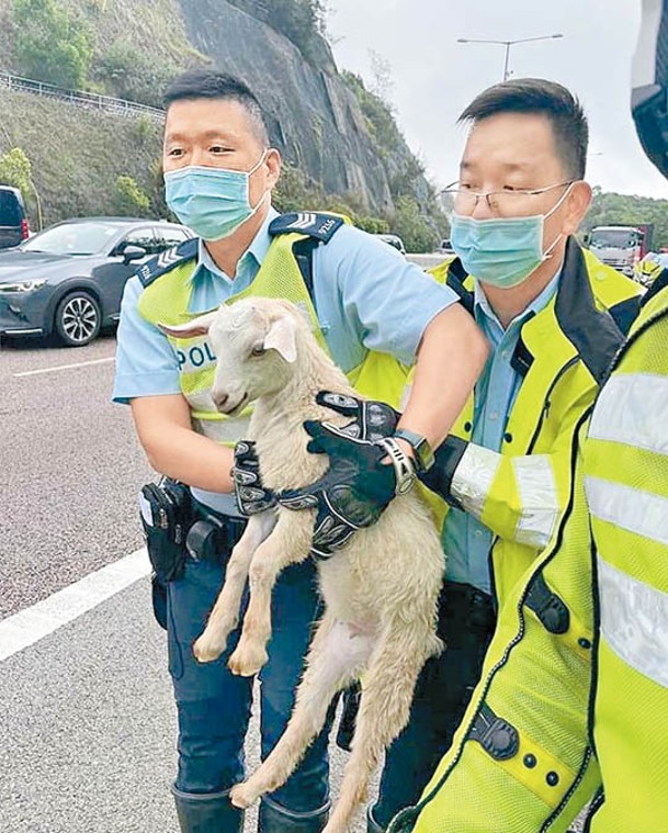 屯門公路：警員救回小羔羊。