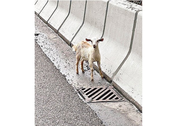 屯門公路：小羔羊在公路上徘徊。