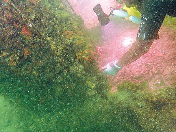 潛水員最常以手觸碰珊瑚。
