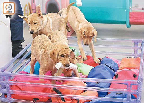 已4個月大的幼犬平日會接受社交及觀感訓練，包括行獨木橋及踩袋。