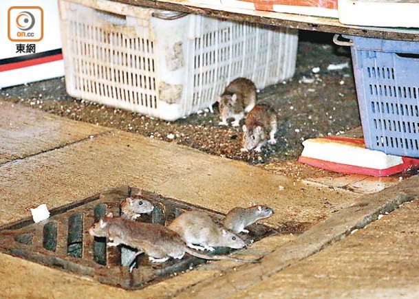鼠患問題嚴重，街市老鼠橫行。