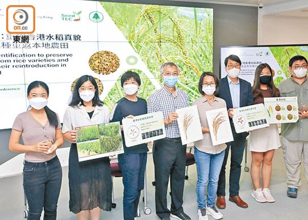 中大公布「香港水稻復育計劃」的成果。（袁志豪攝）