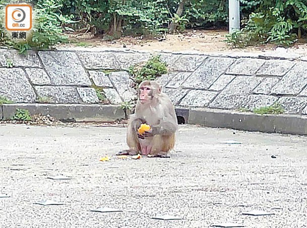 金山一帶的猴子經常被市民餵食。