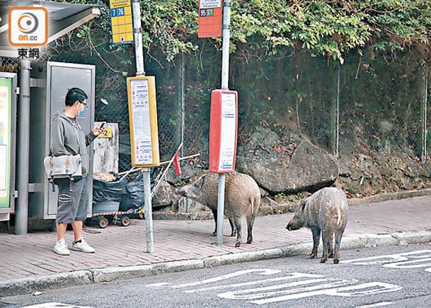 香港野豬關注組憂政府執法無力。