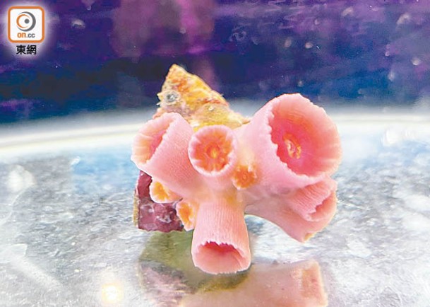 紫肉筒星珊瑚體壁組織和骨骼都呈紫色。