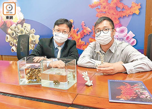 浸大團隊在香港水域發現3個石珊瑚新物種。（林旭君攝）
