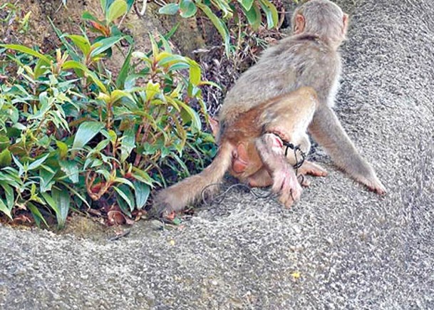 金山猴誤踩捕獸器  右腳重創