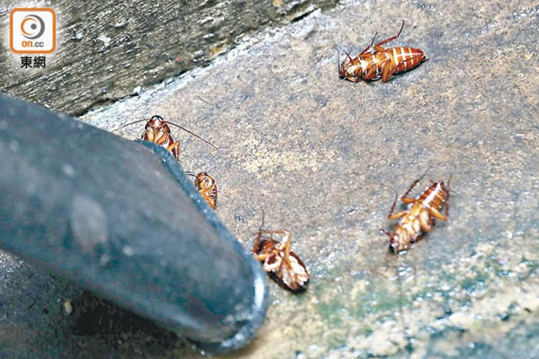 現場發現有數隻蟑螂屍體。