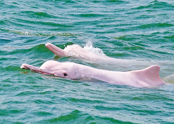 中華白海豚數量去年度按年微升。