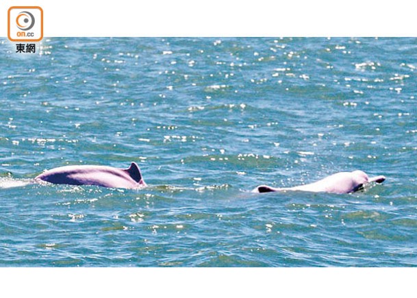 有研究指海洋污染物能夠通過中華白海豚母胎傳播，影響胚胎免疫和內分泌系統。