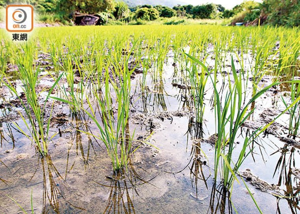 農地碎片化  學者倡復耕香港水稻