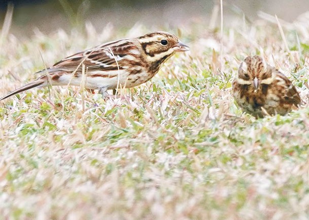 全球「易危」的冬候鳥田鵐倚賴該帶濕地棲息及覓食。