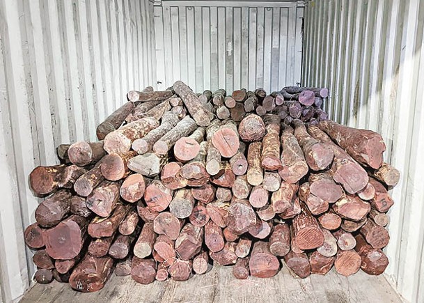 海關在貨櫃發現一批受管制紫檀木材。
