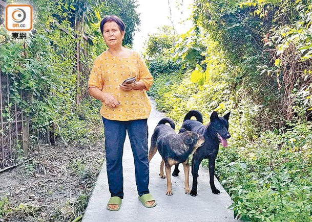 徐婆婆飼養的其他犬隻。